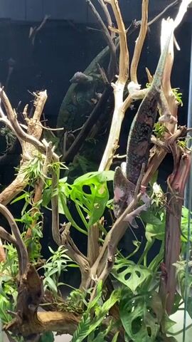 Two chameleons are visible in a terrarium. One chameleon, larger and further up, has a long, segmented tail and is positioned vertically on a branch, its body displaying a mottled pattern of green, blue, and brown. The second chameleon, smaller and lower, faces left and has a more pronounced casque on its head, with skin that appears to be a lighter, purplish-pink color, and it is also perched on a branch. Both chameleons are surrounded by a dense arrangement of branches and lush green foliage, including leaves with characteristic holes, suggesting a humid, arboreal environment. The background is dark.