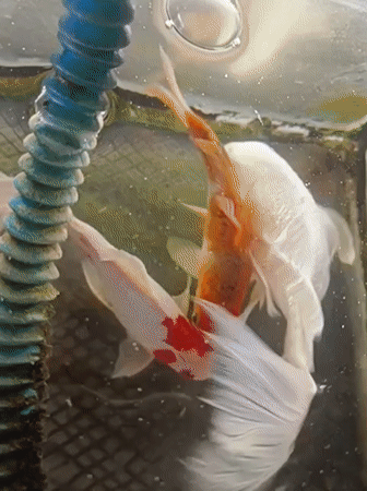 Koi fish swimming and interacting in a tank, Aceh