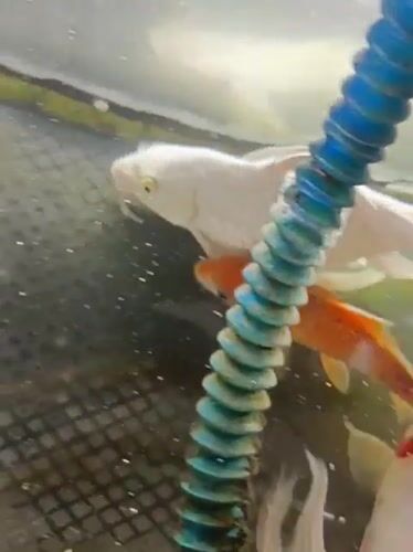 Koi fish swimming and interacting in a tank, Aceh