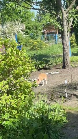 The video shows a small dog in a garden. The dog is mostly white with some light brown markings. It walks around in the dirt patch of the garden, near a green bush.  In the background, there's a fence, some yellow flowers, and a small shed. The weather looks sunny.