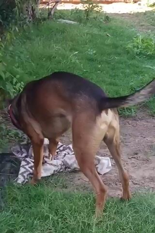 A dog with brown and black fur stands on a patterned blanket in a grassy outdoor area. The dog has a red collar. The dog's tail is up and its head is down, sniffing the blanket. The dog then moves its head and mouth, appearing to pull at the blanket with its teeth. The dog is facing away from the camera and to the left. The background consists of green grass and some foliage. The scene is lit by natural light.