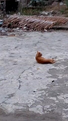 An orange tabby cat lies on a cracked, concrete surface, facing away from the camera. Behind the cat is a pile of dead leaves and debris. The lighting is overcast. A distant voice makes a sound that could be interpreted as "mommy."