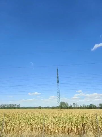 The video shows a sunny day with a clear blue sky over a field of ripe wheat. A tall electrical tower stands in the distance, with power lines stretching across the frame. There are scattered trees and bushes visible along the horizon. The camera appears to be moving, as the landscape shifts subtly throughout the clip. The video is short, lasting only a few seconds.