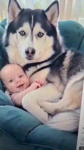 A husky dog is lying down in a teal armchair, holding a baby in its paws. The baby is smiling and looking at the dog. The dog's head is resting on the baby's chest. The background is blurry and appears to be a room with a window.