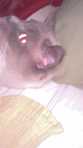 The video shows a person petting a Siamese cat lying on a bed. The cat is mostly gray with a white chest, has reddish eyes, and is lying on its side. The person's hand gently strokes the cat's head. The bed has white sheets and a yellow blanket, with a green pillow visible in the background.
