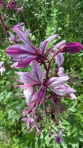 A vertical video shows a pink and purple flower with many petals, stamens, and pistils on a tall stem. The flower is surrounded by lush green foliage and other plants. The video pans down the flower and its stem, revealing more of its delicate structure and the surrounding vegetation. The lighting is bright, suggesting an outdoor setting during the day.