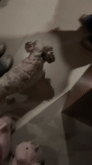 Small dog surrounded by people in Mexican home