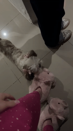Small dog surrounded by people in Mexican home