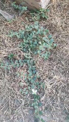 A low-angle, close-up video shows a low-growing green vine with small, oval-shaped leaves spreading across dry, brown grass. A single white flower with green accents and delicate petals is visible on the vine near the bottom center of the frame. The video appears to be shot outdoors in natural light.