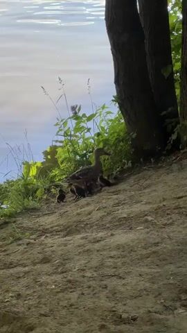 A mother duck and her ducklings are on a sandy bank next to a body of water. The ducklings are clustered around their mother, and some are peeking out from under her. The mother duck appears to be resting or keeping an eye on her young. The water is calm with gentle ripples, suggesting a peaceful setting. Lush green vegetation grows along the edge of the bank, providing shade and cover. Two large trees stand near the water's edge, their trunks visible in the foreground. The lighting suggests it is daytime, possibly late afternoon or early evening, as the sunlight casts a soft glow on the scene. The overall mood is serene and natural, capturing a common moment in wildlife. No text is visible in the media.