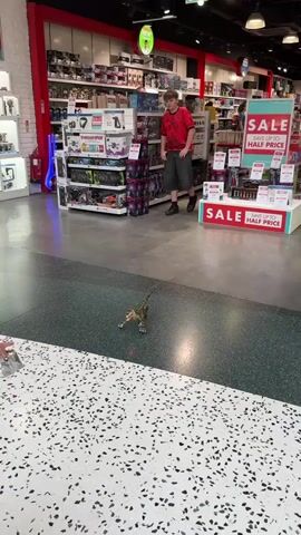 This is a short video clip set in a retail store, likely a toy or electronics store, given the shelving units filled with various products in the background. The floor is a mix of dark gray speckled tile and a white speckled tile with black flecks.

In the foreground, a toy dinosaur, possibly a velociraptor, is moving on the white speckled floor. It has a striped, greenish-brown skin and appears to be on a red laser pointer dot on the floor, which is causing it to move. The dinosaur's mouth is open, revealing red.

In the mid-ground, a young boy wearing a red t-shirt and dark shorts is standing and looking towards the dinosaur. He is wearing black sneakers. His posture suggests he is watching the toy.

In the background, there are aisles of merchandise. Some of the shelves are brightly lit. Prominent red and white signage is visible, including one that reads "SALE SAVE UP TO HALF PRICE". This indicates a sale is in progress at the store. Another sign is partially visible with a green "NEW" sticker. The overall lighting suggests it is daytime.

The activity appears to be a playful interaction where someone, out of frame, is controlling the toy dinosaur with a laser pointer, and the boy is observing it. The setting seems to be a busy shopping environment. There are no strong indicators of weather or specific time of day beyond it being a well-lit retail space. The emotions are neutral, focusing on observation and play.