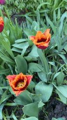Spring tulip gardens bloom across Oryol, Russia