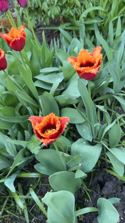 Spring tulip gardens bloom across Oryol, Russia