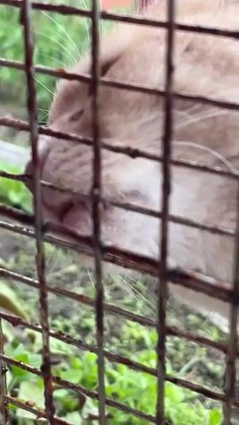 A close-up shot focuses on the left side of a light-colored cat's face as it repeatedly licks through a rusty metal grate. The cat's pink tongue is visible extending through the grate openings. In the background, green grass and part of a building are visible, suggesting an outdoor setting.