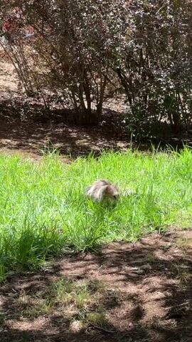 A medium shot captures a fluffy gray cat nestled in vibrant green grass. The cat is positioned in the lower center of the frame, its body partially obscured by the tall blades of grass. Its face is turned towards the camera, with large, curious eyes that are a striking shade of green. The cat's fur appears soft and thick, with subtle streaks of lighter gray and white.

The setting is an outdoor environment bathed in bright sunlight, suggesting it is midday or early afternoon. Dappled shadows from unseen foliage create a textured pattern on the ground, indicating a mix of sun and shade. Behind the cat and the grassy area, dense bushes with dark green and reddish-brown leaves form a natural backdrop. The overall scene evokes a sense of tranquility and a peaceful day outdoors.

There is no visible text within the frame. The primary subject is the cat, and the activity is simply the cat resting and observing its surroundings. The lighting and lush greenery contribute to a serene atmosphere. The location context places this scene in al-Eizariya, Palestinian Territories.