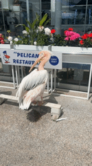 Pelican poses beside namesake restaurant sign in Paphos, Cyprus
