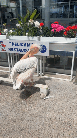 Pelican poses beside namesake restaurant sign in Paphos, Cyprus
