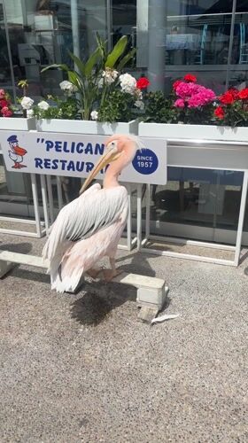 Pelican poses beside namesake restaurant sign in Paphos, Cyprus