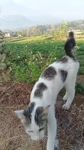 A domestic cat with white and grey patches walks towards the camera on a dirt path. The cat has green eyes and its tail is up. In the background, there are fields, some trees, and a mountain under a clear sky. The video appears to have been filmed outdoors during daylight.