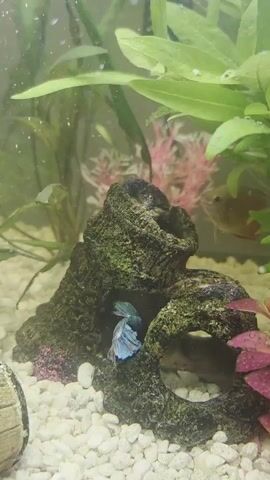 A betta fish swims in an aquarium. The aquarium contains a rock decoration with two openings. The betta fish is dark blue with some white markings. It swims in and out of the openings in the rock decoration. There are green and pink plants in the background. The bottom of the aquarium is covered in white gravel.