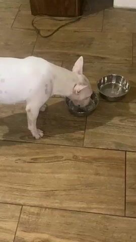 A white Bull Terrier puppy is drinking water from a stainless steel bowl on a wooden floor. There is another empty stainless steel bowl to the right of the puppy.