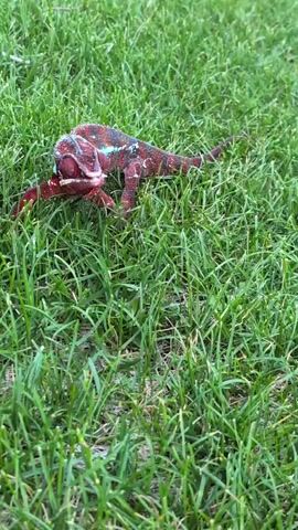 A chameleon is seen from a slightly elevated perspective, resting on a patch of lush green grass. The chameleon is primarily a deep red color with vibrant turquoise stripes running along its back and tail. Its head is tilted down, and it appears to be consuming something red, possibly a piece of fruit or an insect, with its mouth open. The chameleon's body is elongated, and its tail is curled. Its eyes are not clearly visible, but its posture suggests it is focused on its meal. The grass is short and densely packed, creating a soft, natural carpet around the reptile. The lighting suggests it is daytime, with no harsh shadows, possibly overcast or late afternoon. The setting is outdoors, likely a garden or lawn, in Louisville, United States of America. There is no visible text in the image.