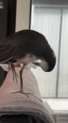 Bird examines decorative egg in Bali resort area