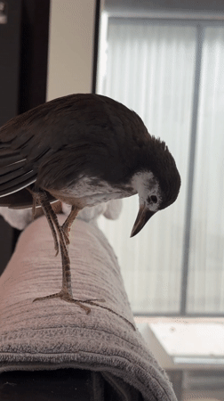 Bird examines decorative egg in Bali resort area