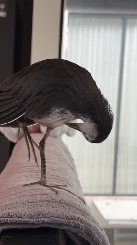 Bird examines decorative egg in Bali resort area