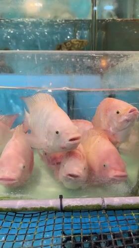 Live seafood market operations documented in Johor Bahru