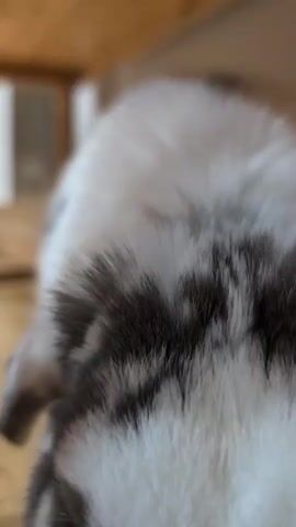This is a close-up video of a rabbit's face. The rabbit is white with brown markings on its head and ears. Its nose is twitching, and its eyes are not visible. The background is blurred but appears to be a wooden surface. The video is short and shows the rabbit's face in focus.