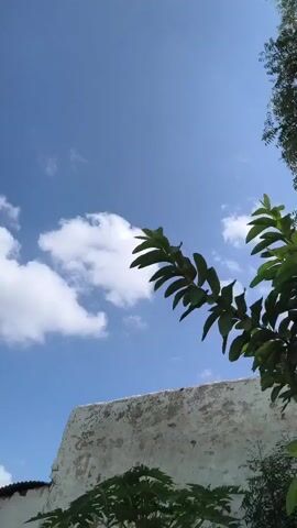 The video shows a bright blue sky with scattered white clouds. In the foreground, a branch with green leaves extends from the right side of the frame, partially obscuring the sky. Below the branch and to the left, a portion of a white, weathered wall is visible. The bottom of the frame shows the tops of some green plants. The scene appears to be outdoors on a sunny day.