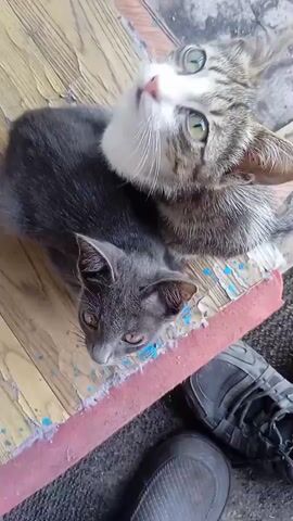 This is an overhead, close-up shot of two cats sitting on a weathered wooden surface. The cat in the foreground is gray, and the cat behind it is tabby with white markings. The tabby cat is looking up towards the camera with its mouth slightly open, and the gray cat is looking down. A red object, possibly a mat or piece of fabric, is visible between the cats and a black shoe. The wooden surface is worn and has blue paint splatters. The lighting suggests it is daytime.