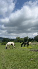 Horses graze peacefully in Bulgarian countryside under cloudy skies