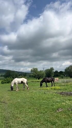 Horses graze peacefully in Bulgarian countryside under cloudy skies