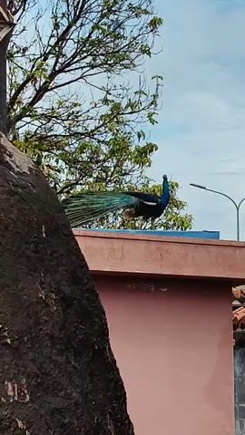 The video shows a peacock standing on a rooftop. The bird has dark blue plumage and a long, iridescent tail. In the background, there is a tree with green leaves and a street lamp. The sky is overcast. The building is painted pink. The camera is positioned behind a tree trunk that is dark in color.