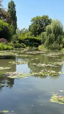 The video shows a serene pond filled with lily pads and pink water lilies. Lush green trees and foliage surround the pond, with a weeping willow tree prominently featured on the right. The sky is clear and blue. In the background, a few people can be seen walking near the water's edge, possibly in a garden or park setting. The water reflects the surrounding greenery and the sky. The overall atmosphere is peaceful and tranquil.