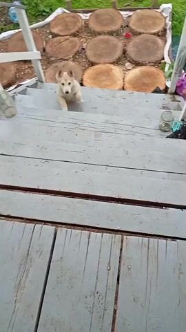 A light-colored puppy with dark ears and markings on its face is walking down a wooden staircase. The puppy is looking down at its feet as it descends. The staircase is made of weathered grey wooden planks. Behind the puppy, at the top of the stairs, are several round wooden discs laid on the ground, possibly for decoration or to create a path. There is a white railing on the left side of the stairs. At the bottom of the stairs, a person's bare foot wearing a sandal is visible in the lower right corner of the frame. The puppy stops and looks up, then its tail curls and it begins to sit down.