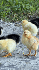 Mixed-color chicks gathered around a water bowl outdoors
