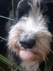 Black and white dog observed in cage and lawn