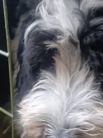 Black and white dog observed in cage and lawn