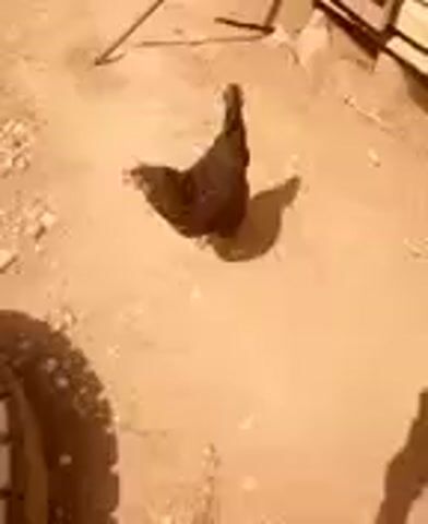 A chicken stands on a dirt path in front of some wood and a tire.