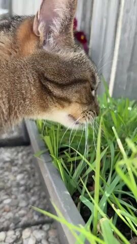 A close-up shot shows a tabby cat sniffing at a planter box filled with green grass. The cat's head is turned to the right, and its nose is close to the grass. In one frame, the cat sticks out its pink tongue. The background is blurred but shows a wooden fence and some purple flowers. The lighting suggests it is daytime, possibly outdoors. The cat's fur is a mix of brown, black, and tan stripes.