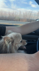 Driver travels Bulgarian highway with dog on lap