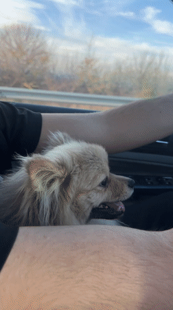Driver travels Bulgarian highway with dog on lap