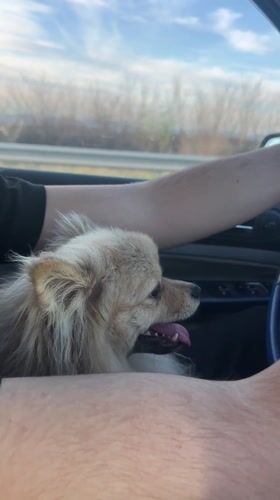 Driver travels Bulgarian highway with dog on lap