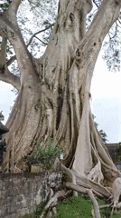 Large banyan tree with extensive roots documented in Marga