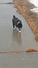 Dogs roam abandoned Russian road in foggy spring thaw