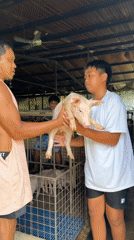 Early morning pig farm operations documented in Carmen, Philippines