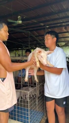 Early morning pig farm operations documented in Carmen, Philippines